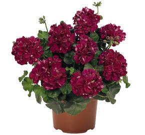 Muškát, pelargonie převislá plnokvětá 'Atlantic Burgundy' - Pelargonium peltatum 'Atlantic Burgundy'