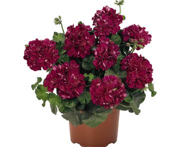 Muškát, pelargonie převislá plnokvětá 'Atlantic Burgundy'