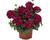 Muškát, pelargonie převislá plnokvětá 'Atlantic Burgundy'