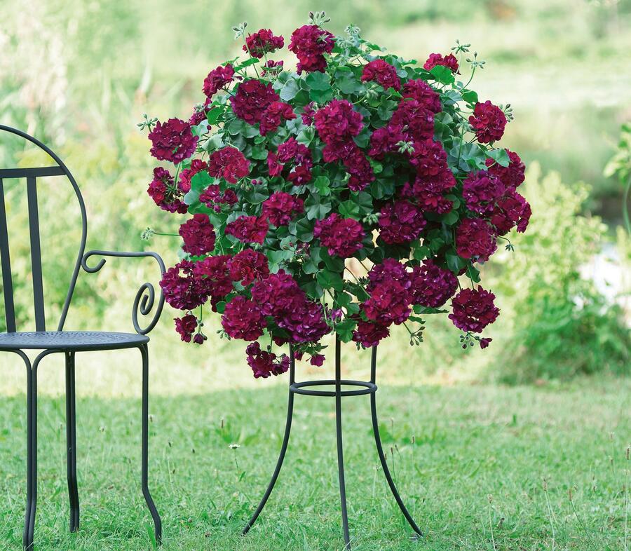 Muškát, pelargonie převislá plnokvětá 'Atlantic Burgundy' - Pelargonium peltatum 'Atlantic Burgundy'