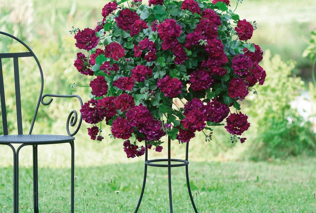 Muškát, pelargonie převislá plnokvětá 'Atlantic Burgundy' - Pelargonium peltatum 'Atlantic Burgundy'