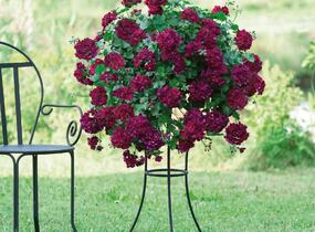Muškát, pelargonie převislá plnokvětá 'Atlantic Burgundy' - Pelargonium peltatum 'Atlantic Burgundy'