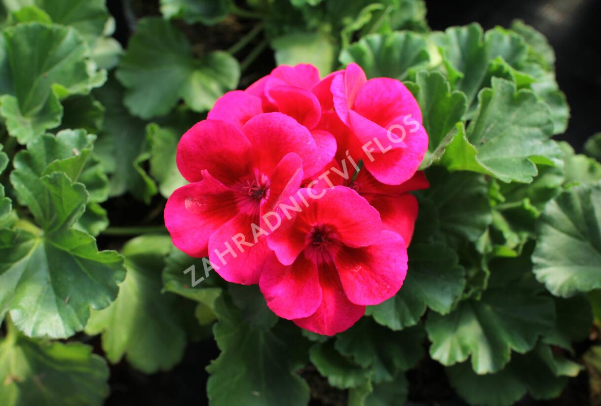 Muškát, pelargonie páskatá 'Savannah TexMex Merlot Sizzle' - Pelargonium zonale 'Savannah TexMex Merlot Sizzle'