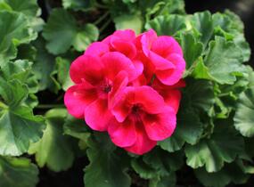 Muškát, pelargonie páskatá 'Savannah TexMex Merlot Sizzle' - Pelargonium zonale 'Savannah TexMex Merlot Sizzle'