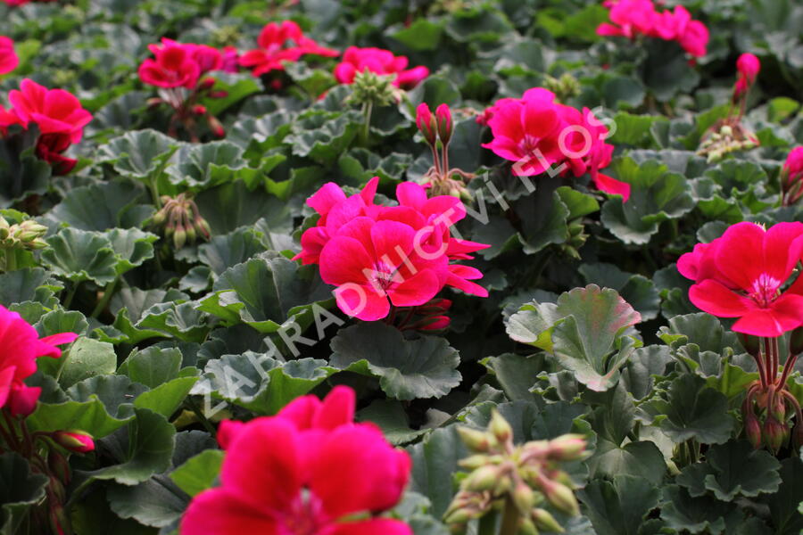 Muškát, pelargonie páskatá 'Savannah TexMex Merlot Sizzle' - Pelargonium zonale 'Savannah TexMex Merlot Sizzle'
