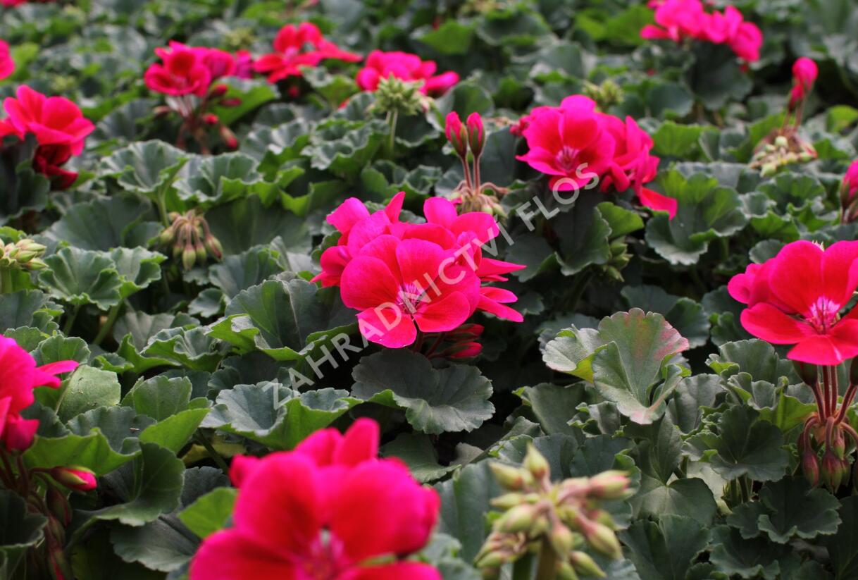 Muškát, pelargonie páskatá 'Savannah TexMex Merlot Sizzle' - Pelargonium zonale 'Savannah TexMex Merlot Sizzle'