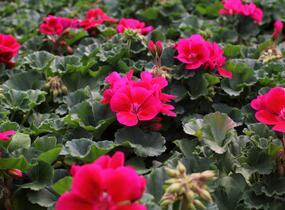 Muškát, pelargonie páskatá 'Savannah TexMex Merlot Sizzle' - Pelargonium zonale 'Savannah TexMex Merlot Sizzle'