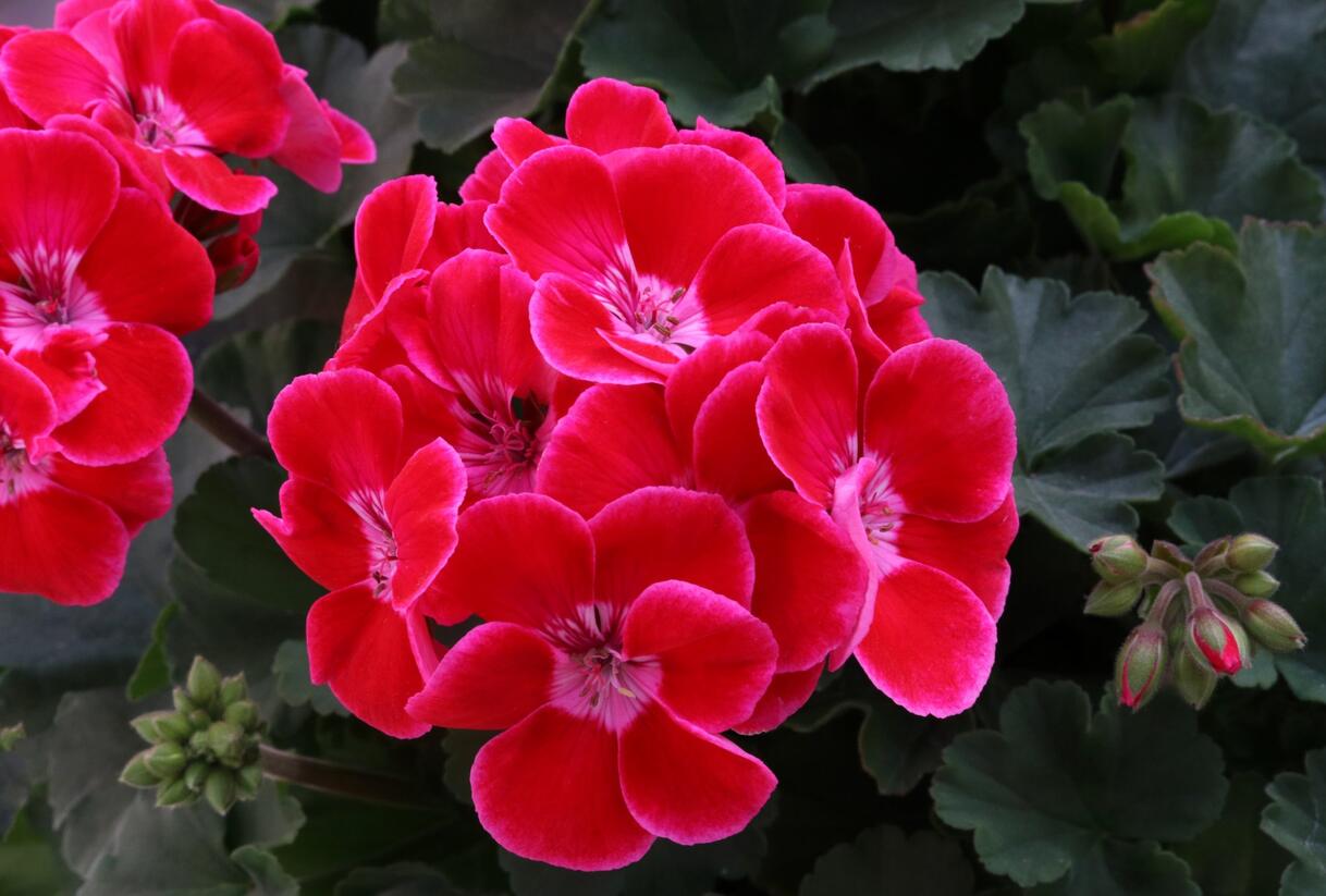 Muškát, pelargonie páskatá 'Savannah TexMex Ruby' - Pelargonium zonale 'Savannah TexMex Ruby'