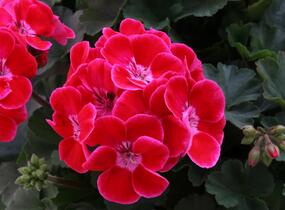 Muškát, pelargonie páskatá 'Savannah TexMex Ruby' - Pelargonium zonale 'Savannah TexMex Ruby'