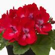 Muškát, pelargonie velkokvětá 'Elegance Coral Sunset' - Pelargonium grandiflorum 'Elegance Coral Sunset'