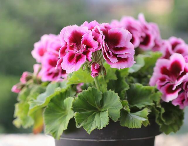 Muškát, pelargonie velkokvětá 'Elegance Judith' - Pelargonium grandiflorum 'Elegance Judith'