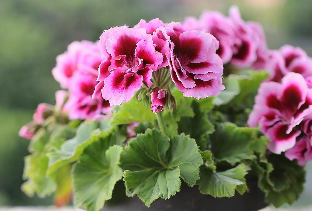 Muškát, pelargonie velkokvětá 'Elegance Judith' - Pelargonium grandiflorum 'Elegance Judith'