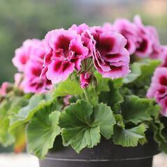 Muškát, pelargonie velkokvětá 'Elegance Judith' - Pelargonium grandiflorum 'Elegance Judith'