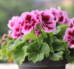 Muškát, pelargonie velkokvětá 'Elegance Judith' - Pelargonium grandiflorum 'Elegance Judith'