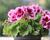 Muškát, pelargonie velkokvětá 'Elegance Judith'