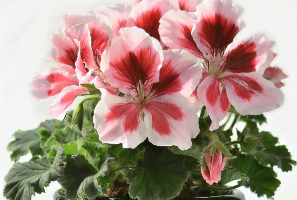 Muškát, pelargonie velkokvětá 'Elegance Mona' - Pelargonium grandiflorum 'Elegance Mona'