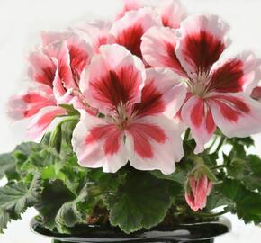 Muškát, pelargonie velkokvětá 'Elegance Mona' - Pelargonium grandiflorum 'Elegance Mona'