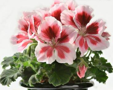 Muškát, pelargonie velkokvětá 'Elegance Mona'