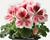 Muškát, pelargonie velkokvětá 'Elegance Mona'