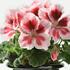 muskat-pelargonie-velkokveta-elegance-mona.jpg