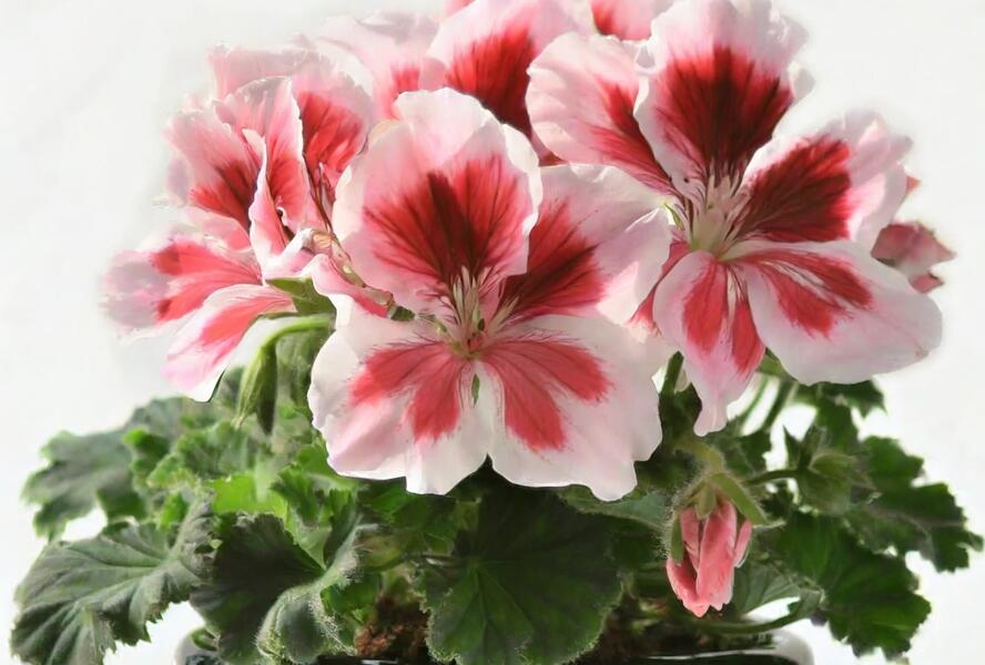 Muškát, pelargonie velkokvětá 'Elegance Mona' - Pelargonium grandiflorum 'Elegance Mona'