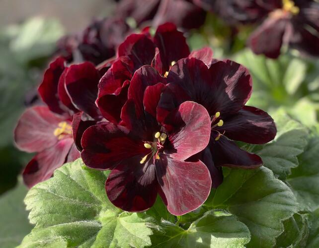 Muškát, pelargonie velkokvětá 'Elegance Schoko' - Pelargonium grandiflorum 'Elegance Schoko'