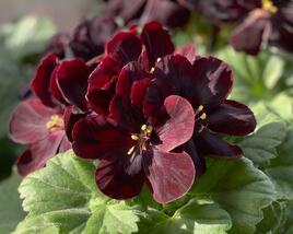 Muškát, pelargonie velkokvětá 'Elegance Schoko'