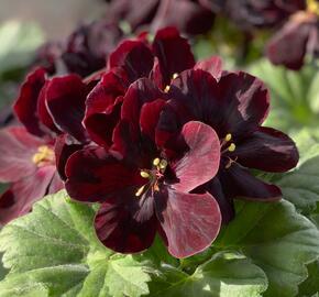 Muškát, pelargonie velkokvětá 'Elegance Schoko' - Pelargonium grandiflorum 'Elegance Schoko'