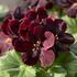 muskat-pelargonie-velkokveta-elegance-schoko.jpg