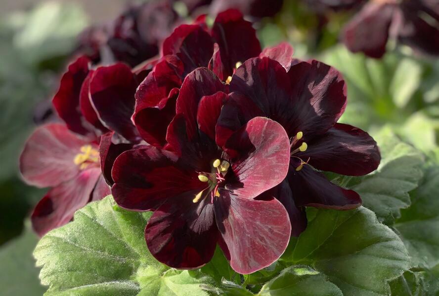 Muškát, pelargonie velkokvětá 'Elegance Schoko' - Pelargonium grandiflorum 'Elegance Schoko'
