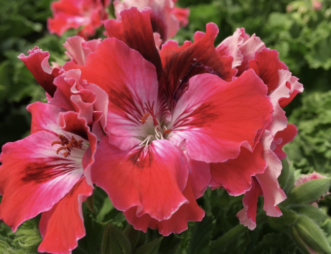 Muškát, pelargonie velkokvětá 'Elegance Red Velvet' - Pelargonium grandiflorum 'Elegance Red Velvet'