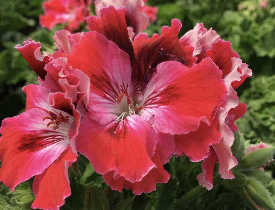 Muškát, pelargonie velkokvětá 'Elegance Red Velvet' - Pelargonium grandiflorum 'Elegance Red Velvet'