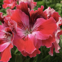 Muškát, pelargonie velkokvětá 'Elegance Red Velvet' - Pelargonium grandiflorum 'Elegance Red Velvet'