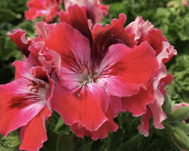Muškát, pelargonie velkokvětá 'Elegance Red Velvet'