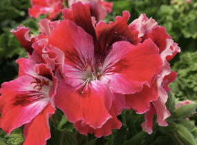 Muškát, pelargonie velkokvětá 'Elegance Red Velvet' - Pelargonium grandiflorum 'Elegance Red Velvet'