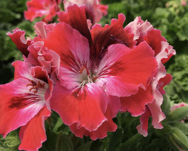 Muškát, pelargonie velkokvětá 'Elegance Red Velvet'