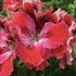 muskat-pelargonie-velkokveta-elegance-red-velvet.png