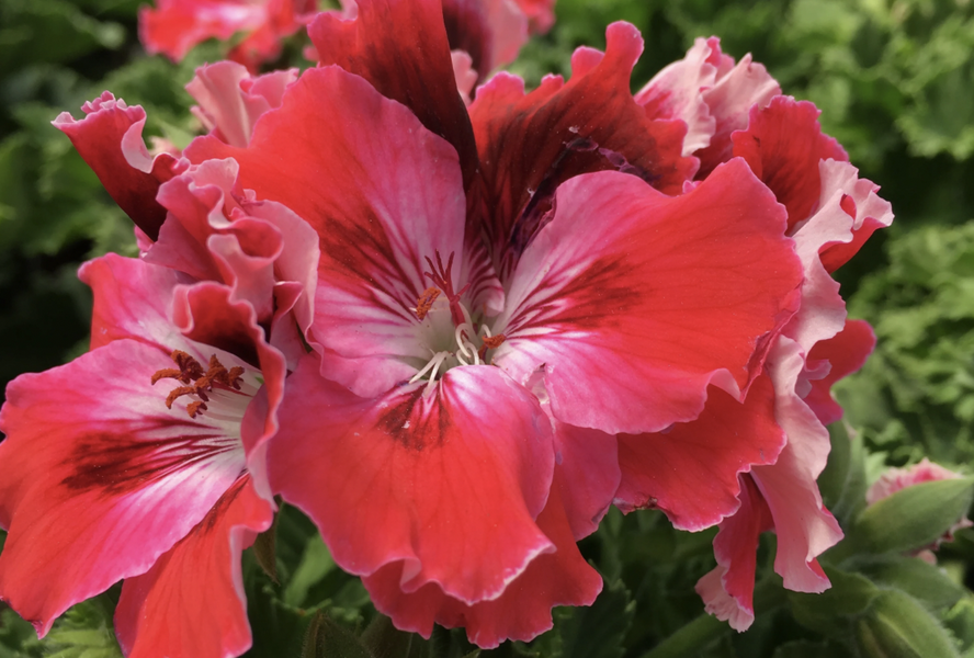 Muškát, pelargonie velkokvětá 'Elegance Red Velvet' - Pelargonium grandiflorum 'Elegance Red Velvet'