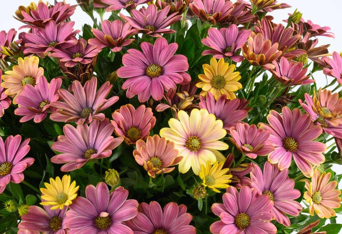 Dvoutvárka 'Osticade Twillight Moon' - Osteospermum ecklonis 'Osticade Twillight Moon'