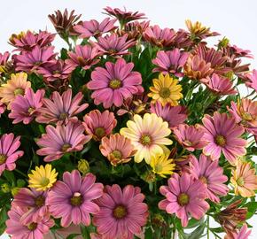 Dvoutvárka 'Osticade Twillight Moon' - Osteospermum ecklonis 'Osticade Twillight Moon'