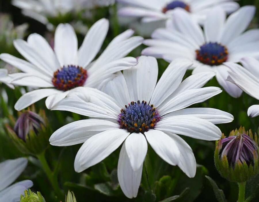 Dvoutvárka 'Cape Daisy Zanzibar White' - Osteospermum ecklonis 'Cape Daisy Zanzibar White'