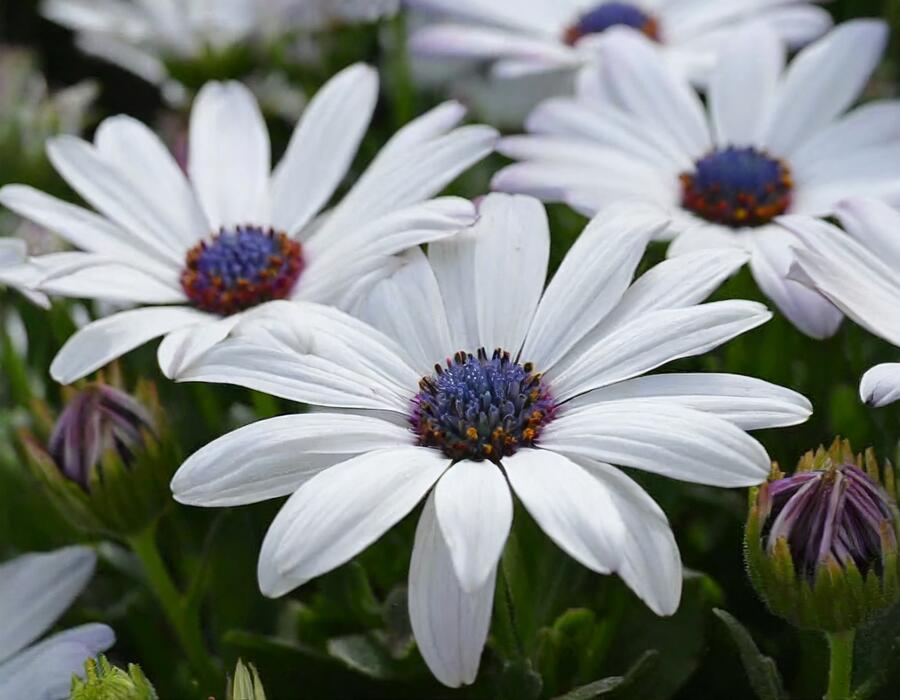 Dvoutvárka 'Osticade Pure White' - Osteospermum ecklonis 'Osticade Pure White'