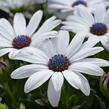 Dvoutvárka 'Osticade Pure White' - Osteospermum ecklonis 'Osticade Pure White'