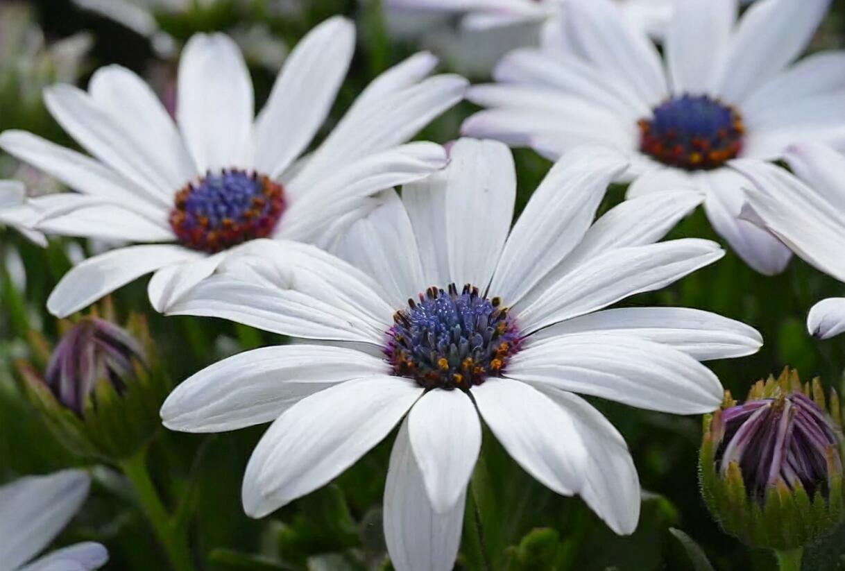 Dvoutvárka 'Cape Daisy Zanzibar White' - Osteospermum ecklonis 'Cape Daisy Zanzibar White'