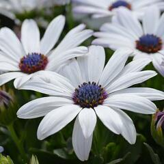Dvoutvárka 'Cape Daisy Zanzibar White' - Osteospermum ecklonis 'Cape Daisy Zanzibar White'