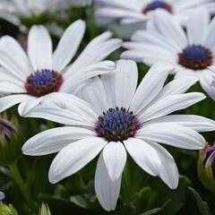 Dvoutvárka 'Osticade Pure White' - Osteospermum ecklonis 'Osticade Pure White'