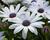 Dvoutvárka 'Cape Daisy Zanzibar White'