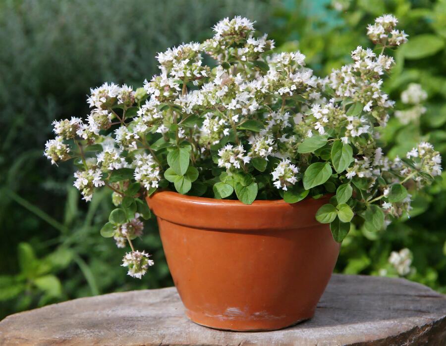 Oregano obecné, dobromysl 'White Spreckled' - Origanum vulgare 'White Spreckled'