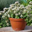 Oregano obecné, dobromysl 'White Spreckled' - Origanum vulgare 'White Spreckled'