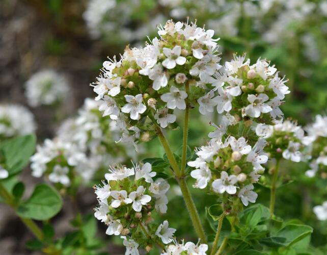 Oregano obecné, dobromysl 'White Spreckled' - Origanum vulgare 'White Spreckled'